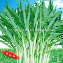 WS02 Guanglian white peduncle water spinach seeds for planting